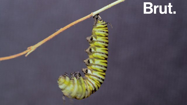 Comment les chenilles se transforment-elles en papillons ?