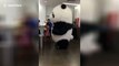 Funny moment giant panda mascot gets stuck entering elevator in China