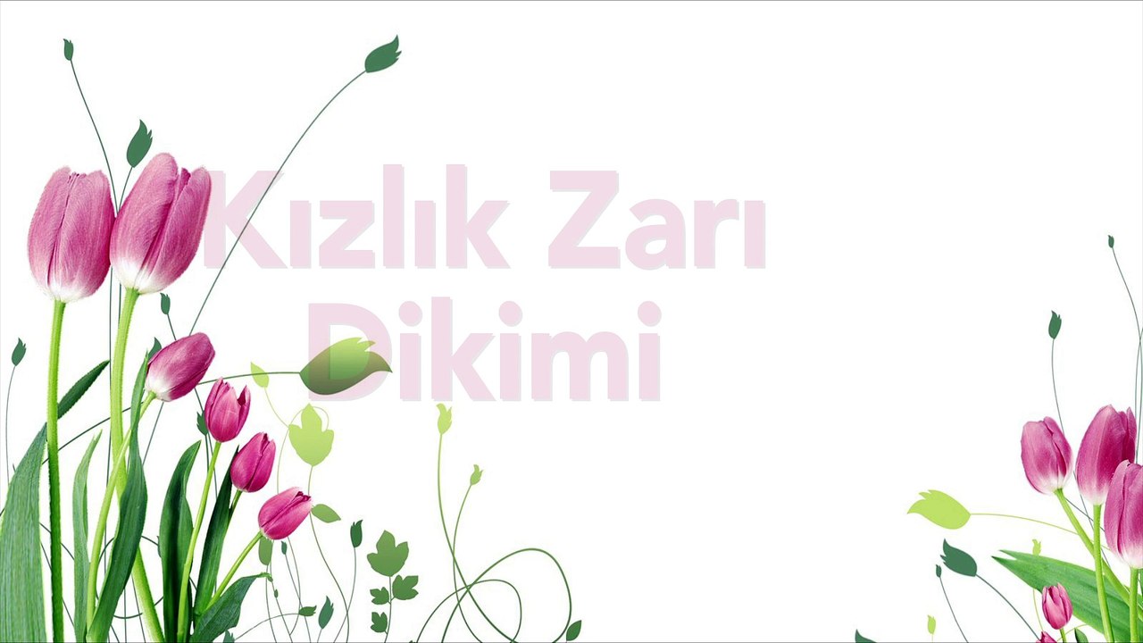 Kızlık Zarı Ankara - www.irfantarhan.com