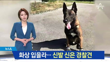 폭염에 화상 입을라…신발 신은 경찰견