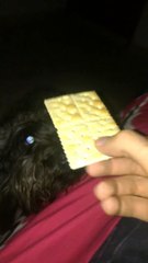 perro comiendo galleta