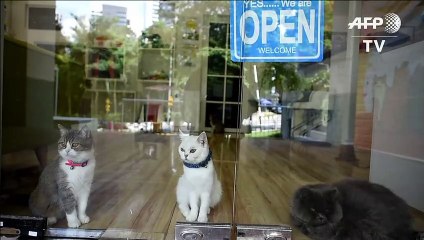 En Malaisie, un hôtel de luxe pour chats