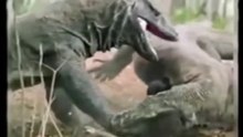 The struggle for survival from predators Comodo Dragon Comodo Dragon vs Cobra VS Cobra