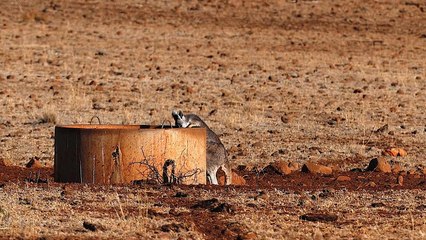 Seca na Austrália: Ordem para abater cangurus