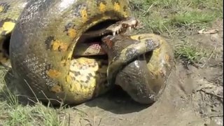 Anaconda vs Caiman Alligator