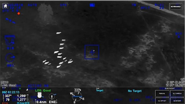 В США коровы помогли задержать угонщицу автомобиля