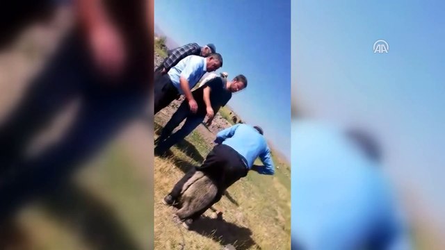 Kafası teneke kutuya sıkışan yavru ayı kurtarıldı - VAN