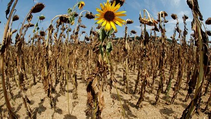 Les agriculteurs européens asphyxiés