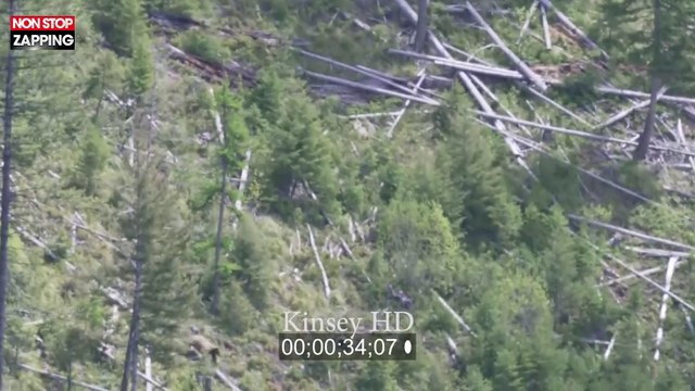 États-Unis : Une femelle ours pourchasse un mâle dans un arbre (Vidéo)