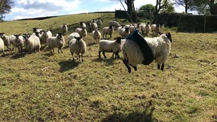 Un mouton s'envoie en l'air avec un pneu