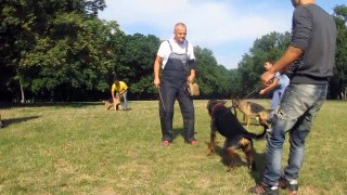 Rottweiler vs German Shepherd - First Protection Training