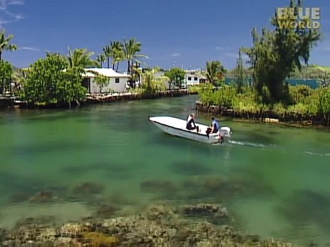 All about Sharks - Hammerhead Sharks