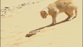 Cat VS Snake Fight