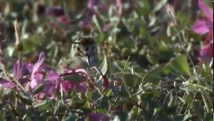 White Falcon White Wolf ANIMAL DOCUMENTARY