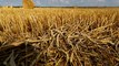 Calor afeta agricultura de vários países europeus
