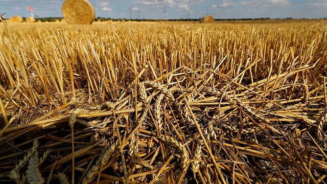 Calor afeta agricultura de vários países europeus