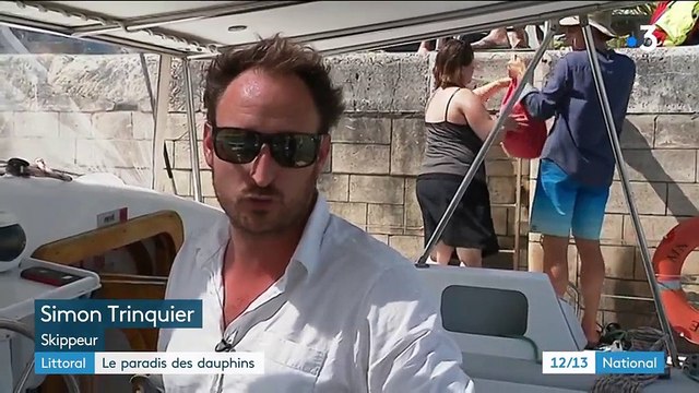 Charente-Maritime : quand les plaisanciers naviguent au milieu des dauphins