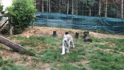 Des nouveaux arrivants au Zoo de Pont-Scorff