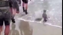 Foca bebê curiosa se junta a exercício de treinamento militar da marinha