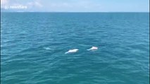 30 rare Chinese white dolphins leap out of sea in southern China