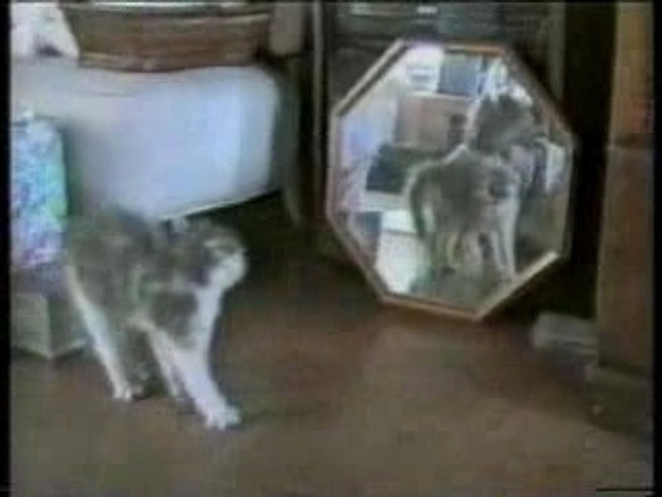 les chats