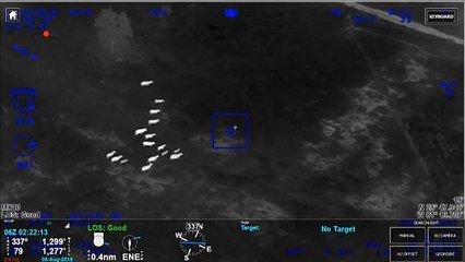 Un rebaño de vacas ayuda a atrapar a un ladrón