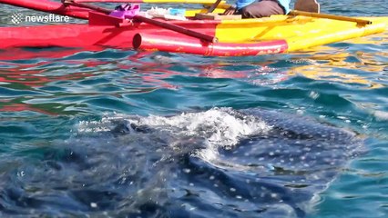 Amazing and rare scene of whale shark coming up to a boat