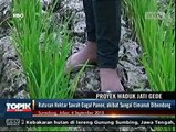 Dampak Jatigede, 100 Hektare Sawah Terancam Batal Panen