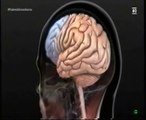 Cerebro humano: Ciclo vital (Del embrion a la vejez)