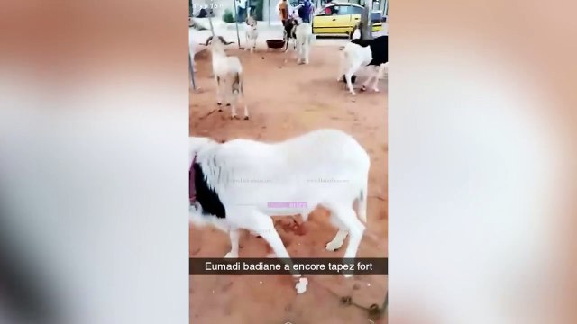 [Vidéo] Pour la Tabaski Wally Seck recoit en une journee deux gros moutons de ...