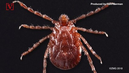 An Invasive Tick Species Spreads Across Multiple U.S. States for the First Time in 50 Years
