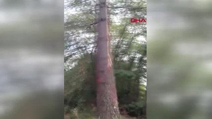 Zonguldak Yıldırım Düşen Ağaçta İz Oluştu