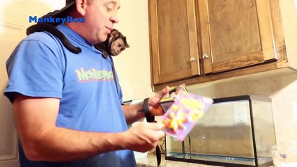 MONKEY REACTS TO WATER GROW TOYS!! (Before&After)