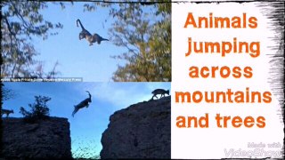Animals are jumping across mountains and trees