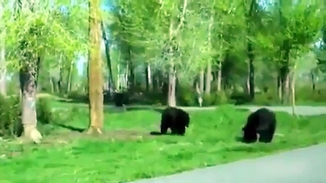 Animal fails try not to laugh challenge