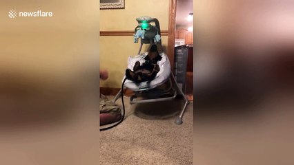 Rottweiler puppy gets cozy in a baby swing