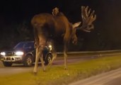 Moose Casually Walks Down Alaskan Road