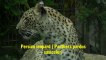Persian leopard (Panthera pardus saxicolor)