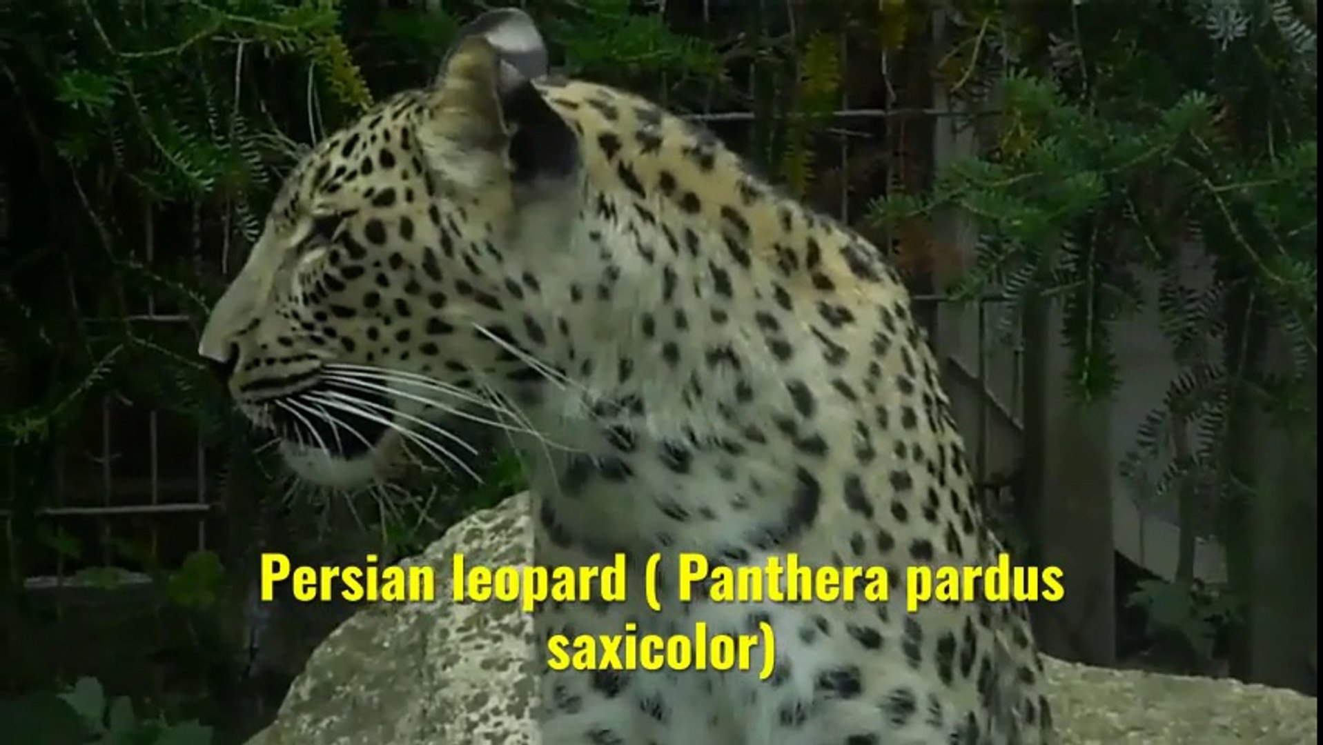 ⁣Persian leopard (Panthera pardus saxicolor)