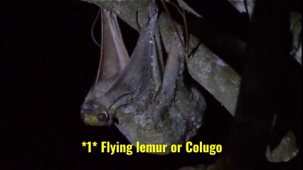 The World's ONLY Flying Mammals