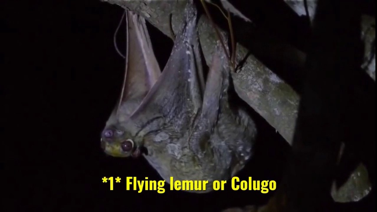 The World's ONLY Flying Mammals