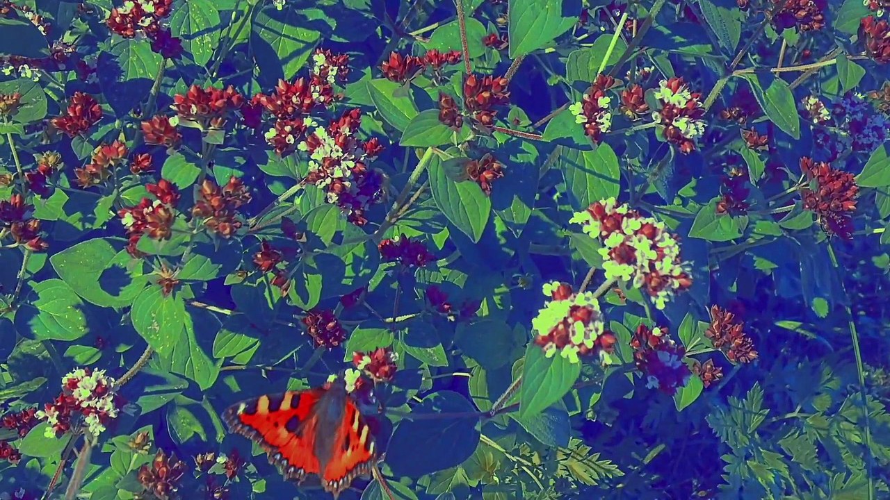 In the garden