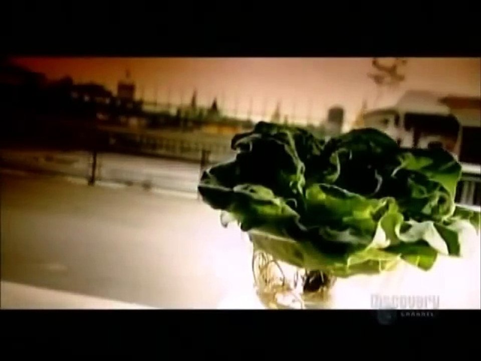 How its Made Hydroponic Lettuce