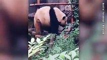Ein Juckreiz am Rücken kann ganz schön nervig sein. Besonders, wennman kurze Arme hat - so wie etwa dieser Panda. Doch das pelzige Tier weiß sich zu helfen.