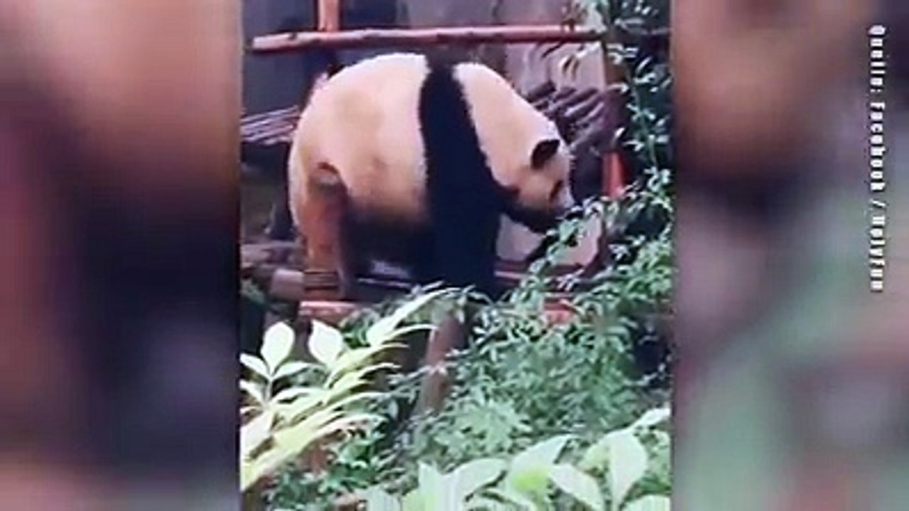 Ein Juckreiz am Rücken kann ganz schön nervig sein. Besonders, wennman kurze Arme hat - so wie etwa dieser Panda. Doch das pelzige Tier weiß sich zu helfen.