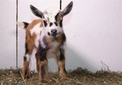 Mother Goat Gives Birth to Beautiful Triplets