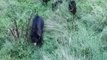 Wild Black Bear Lays Down to Feed Four Cubs