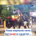 These elephants are kept in chains so tourists can ride them
