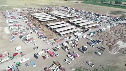 Piyasada Yeteri Kadar Kurbanımız Var