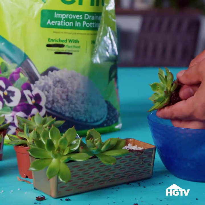 Dig this dollar store vertical garden DIY!  ‍